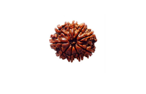 10 मुखी रुद्राक्ष पेंडेंट  के साथ – 10 Mukhi Rudraksha With Silver Cap Pendant - Image 2