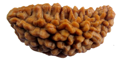 1 Mukhi Rudraksha With Silver Cap Pendant - Image 2